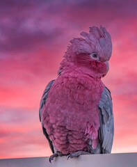 The galah also known as the pink and grey cockatoo or rose-breasted cockatoo,