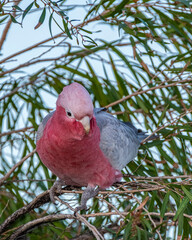 The galah also known as the pink and grey cockatoo or rose-breasted cockatoo,