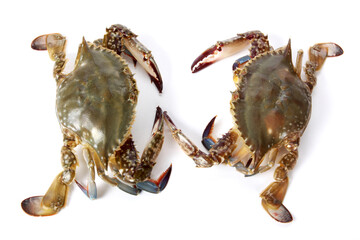 Crab on white background