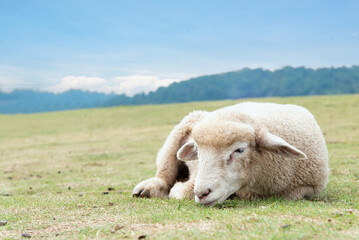 Grass-eating sheep on a lush meadow. sheep munching on grass in a meadow. sheep with an attached bell. Sheep on a picture of a stunning landscape.