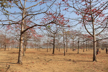 The trees in the garden are very bijou to look at