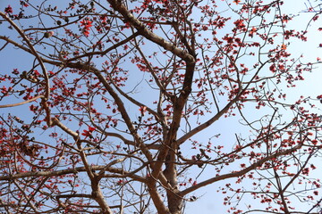 The trees in the garden are very bonny to look at