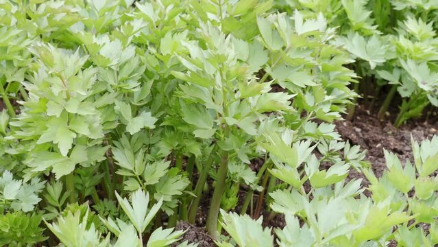 Spices and Herbs, Lovage plant (Levisticum officinale) growing in the garden.