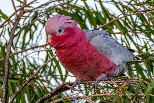 The galah also known as the pink and grey cockatoo or rose-breasted cockatoo,