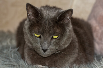 Russian blue cat close up 