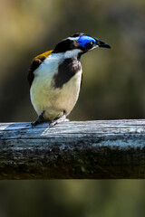 The Blue-faced Honeyeater 