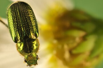 Green scarab beetle ((Diphucephala) on daisy stem, South Australia