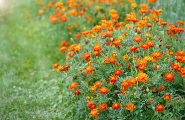 Autumn, floral background. Large dense bush with autumn flowers. A beautiful bush grows in the garden. Beautiful bushes of flowers are covered with autumn cobwebs in a flower bed near the house.