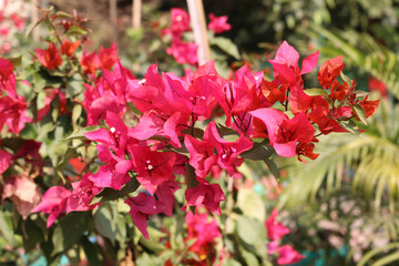 Tree branches Pink bougainvillea flowers