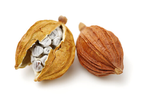 Dried Herbs, Latin name: Amomum villosum Lour. Chinese name: Xiang Sha Ren and known as Cocklebur-like Amomum Fruit, Fructus Amomi, Villous Amomum Fruit , Chinese herb medicinal on white background
