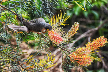 The noisy miner (Manorina melanocephala)