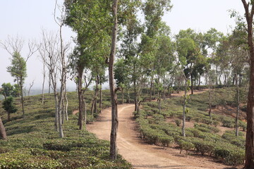 Fototapeta premium Wonderful view of a dirt road through the trees