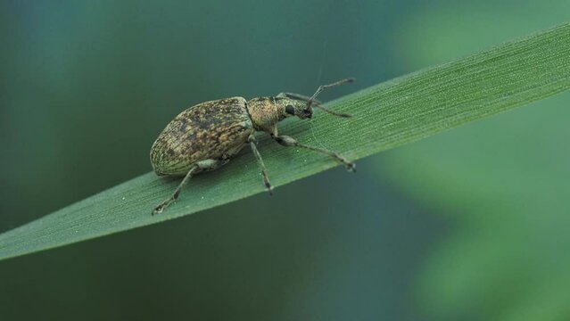 Beetle of Otiorhynchus in the grass. Insect pests in the garden.