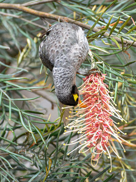 The noisy miner (Manorina melanocephala) 