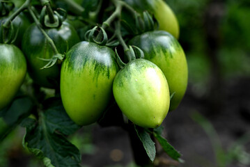 Tomato plants in greenhouse Green tomatoes plantation. Organic farming, young tomato plants growth in greenhouse.
