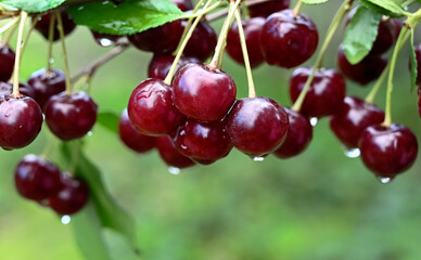 ripe cherry berries on a branch