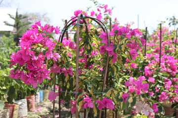 Fototapeta na wymiar Beautiful Pink Bougainvillea flowers on a bush in the garden.