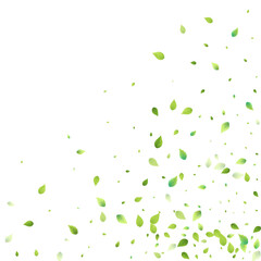 Leaves Green Falling Flying Foliage Leaf Tea Mint