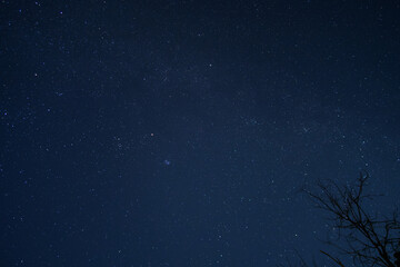 日本で見られる平地からの冬のオリオン座やスバルなどの星空と木のシルエット