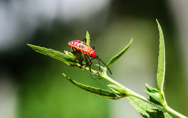 Red bugs on a green flower in the garden. Macro photography.