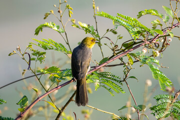 Yellow-throated bulbul (Pycnonotus xantholaemus) an endemic specie of southern India, observed in Hampi, Karnataka