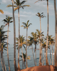 Mirissa, Sri Lanka : the famous Coconut Tree Hill at sunrise