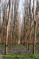 rubber tree industrial forest. rubber plantation, empty rubber latex storage container, spring...