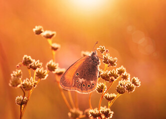 Motyl na łące , zachód słońca