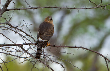 Juvenile Sparow Hawk Eagle
