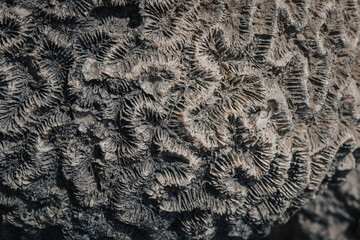 Delft Island, Sri Lanka - March 5th, 2022 : corals on Delft Island, used as bricks to build walls