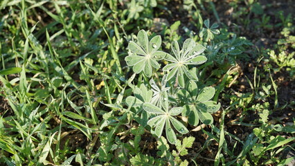 Green plants with rain drops in the hiking area Tel Sokha in Israel in the month of January