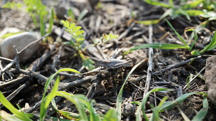 A brown field grasshopper in the hiking area Tel Sokha in Israel in the month of January