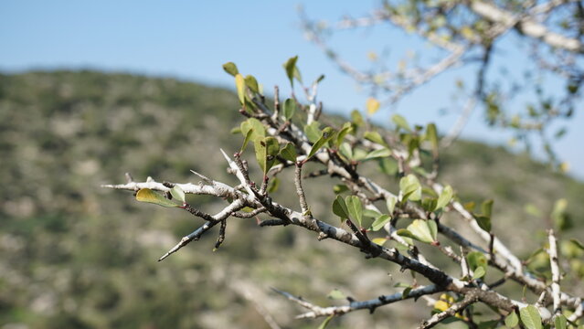 A tree in the hiking area Tel Sokha in Israel in the month of January