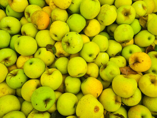 background. lots of yellow and green apples. the concept of fruit harvest for the farmer. healthy and delicious food and dessert.