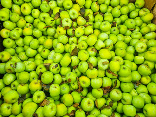 background. lots of green apples. the concept of fruit harvest for the farmer. healthy and delicious food and dessert.