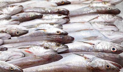 Peces frescos en la lonja del pescado de un puerto / pescaderia. Pesca, fresco, frescor, comida,...