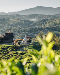 Nuwara Eliya, Sri Lanka : View on the tea plantations at sunrise with a mountain in the background and a Buddhist temple