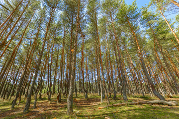Dancing forest is sight of Curonian Spit national park in Kaliningrad region, Russia. Old pine trees trunks growing up into blue sky, bottom view. Forest landscape, beauty in nature