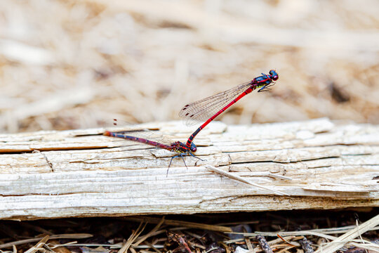 Pyrrhosoma Nymphula Mating on a branch Wood. Large Red Damselfly