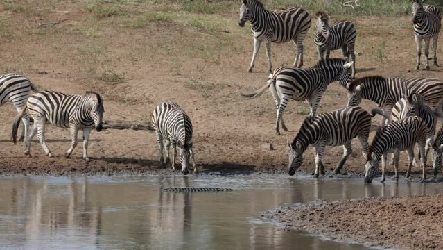 Thirsty zebras at the waterhole with Nile crocodile