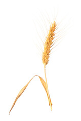 Single Wheat Stalk - 563829289