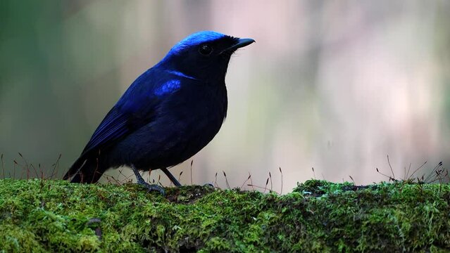 Large niltava (Niltava grandis) male bird in the family Muscicapidae. It is found in Asia region. Its natural habitat is subtropical or tropical montane forests.