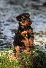 Fototapete bei efototapeten.de bestellen   