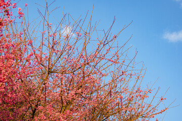 Cherry blossom season on Doi Ang Khang, Chiang Mai, Thailand
