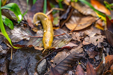 Banana slug (Ariolimax columbianus) crawling on wet leaves in the forest. Selective focus.