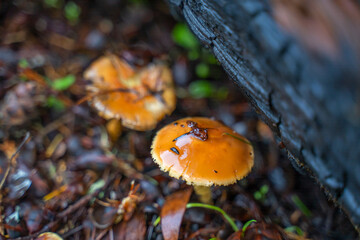 Close-up of Flammulina velutipes. California fungi. 