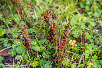 Lady bugs colony on the grass. Lady bugs wintering. Selective focus.