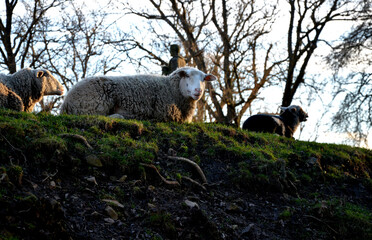 damned sheep in a horror-bleak landscape above a ravine or ditch. the pasture is planted with trees...