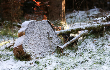 Fototapete bei efototapeten.de bestellen   