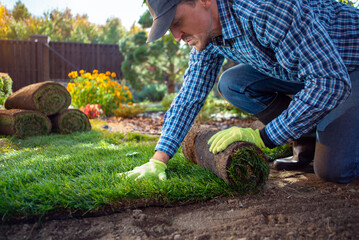 Natural Grass Turf Professional Installer. Gardener Installing Natural Grass Turfs Creating...